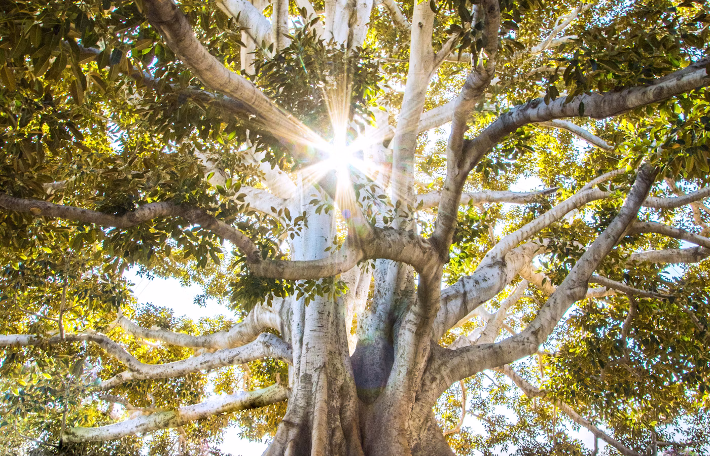 Фокус онлайн в Уфа